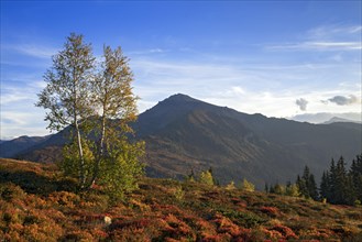 Autumnal mountain landscape with Downy birches