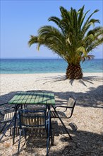 Palm tree on the beach of Trpanj