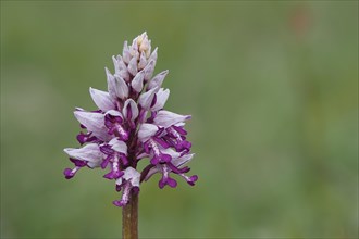 Flower of Military orchids
