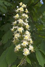 Flower of a common horse chestnut