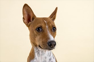 Basenji or Congo Terrier