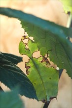 Changing leaf