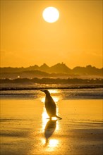 Gentoo penguin