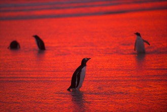 Gentoo penguins