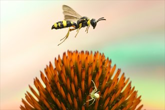 Bee-hunting nodular wasp