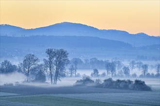 Meadows and trees in early fog