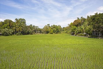 Green rice paddies
