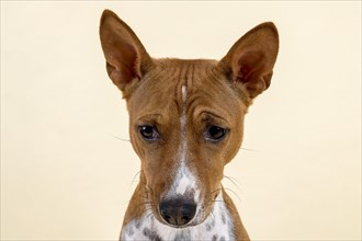 Basenji or Congo Terrier