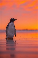 Gentoo penguin