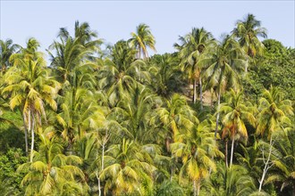 Coconut palm