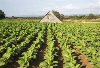 Cultivated tobacco