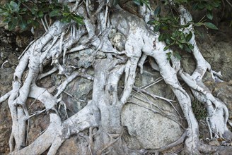 Roots of a fig tree