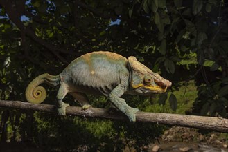 Parsons Giant Chameleon