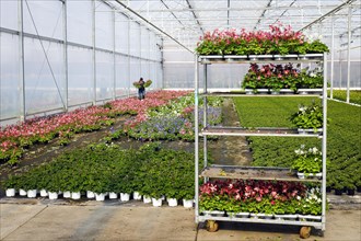 Bedding and balcony flowers in greenhouse