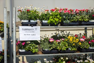 Bedding and balcony flowers in roll containers