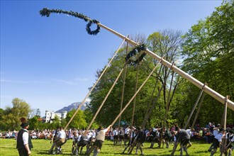 Maypole erection at Marzoll Castle