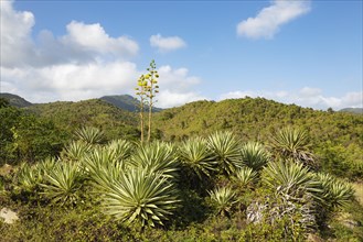 Caribbean agave