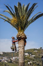 Worker pruning a palm tree in the white mountain village of Frigiliana