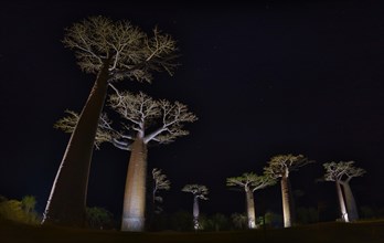 Illuminated Baobabs