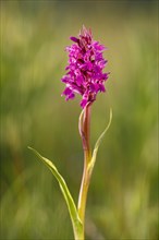 Western marsh orchid