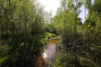 Renaturalised watercourse