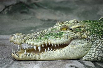 White Saltwater crocodile
