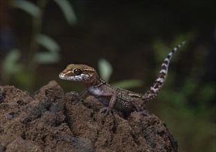 Large-headed gecko