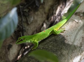 Large Madagascar day gecko