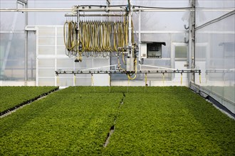 Automated irrigation of bedding and balcony flowers in greenhouse