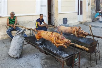 Roasting pigs in a pedestrian area of the town centre in order to subsequently sell meat portions to the public