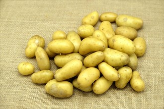 New potatoes on a hessian sack