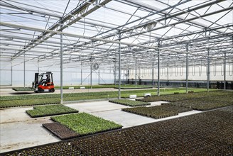Cultivation and care of bedding and balcony flowers in greenhouse