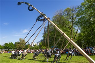 Maypole erection at Marzoll Castle