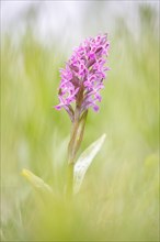 Western marsh orchid