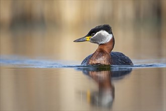 Red-necked grebe