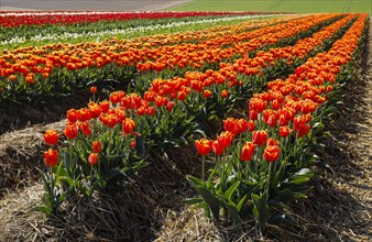 Tulips blooming in a tulip field
