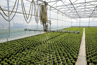 Automated irrigation of bedding and balcony flowers in greenhouse