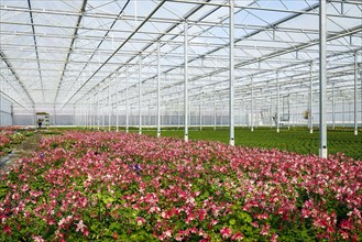 Bedding and balcony flowers in greenhouse