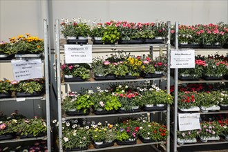 Bedding and balcony flowers in roll containers