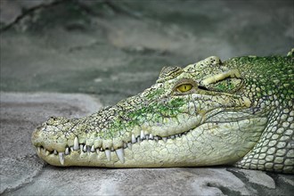 White Saltwater crocodile