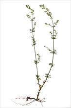 White bedstraw or hedge bedstraw