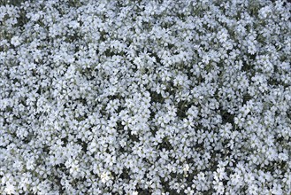 White flowering Cerastium tomentosum