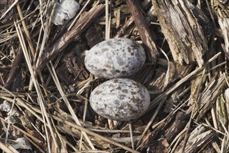 (Caprimulgus europaeus), clutch with two eggs, Emsland, Lower Saxony, Germany, Europe