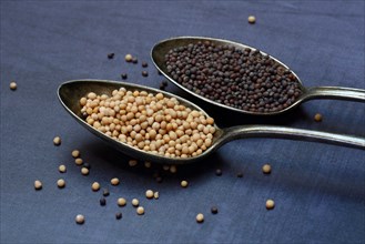 White and black mustard seeds in spoon