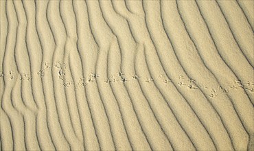 Wave pattern and traces of a bird in light sand