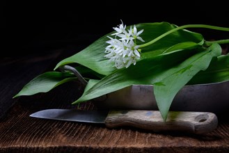 Wild garlic leaves and flower in bowl and kitchen knife