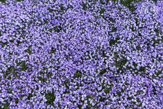 Lavender blue creeping phlox