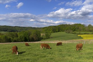 Limousin cattle on the pasture
