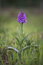 Spotted Orchid or Heath Spotted Orchid