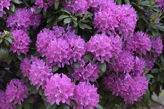 Rhododendronblossoms